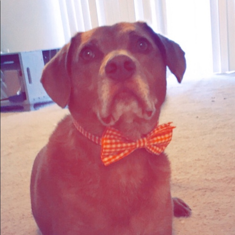 Meet your Posher, Morgan